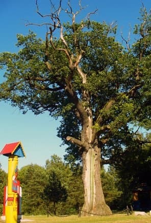 Divin. The Suvorov Oak.