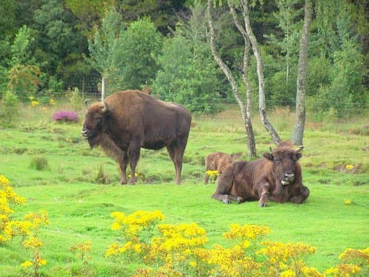Belovezhskaya Pushcha