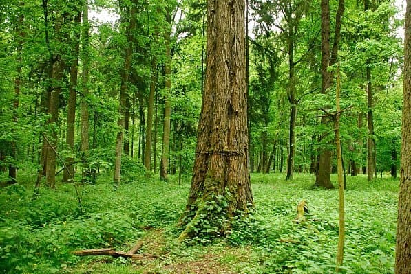 Belovezhskaya Pushcha