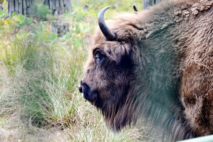 Belovezhskaya Pushcha