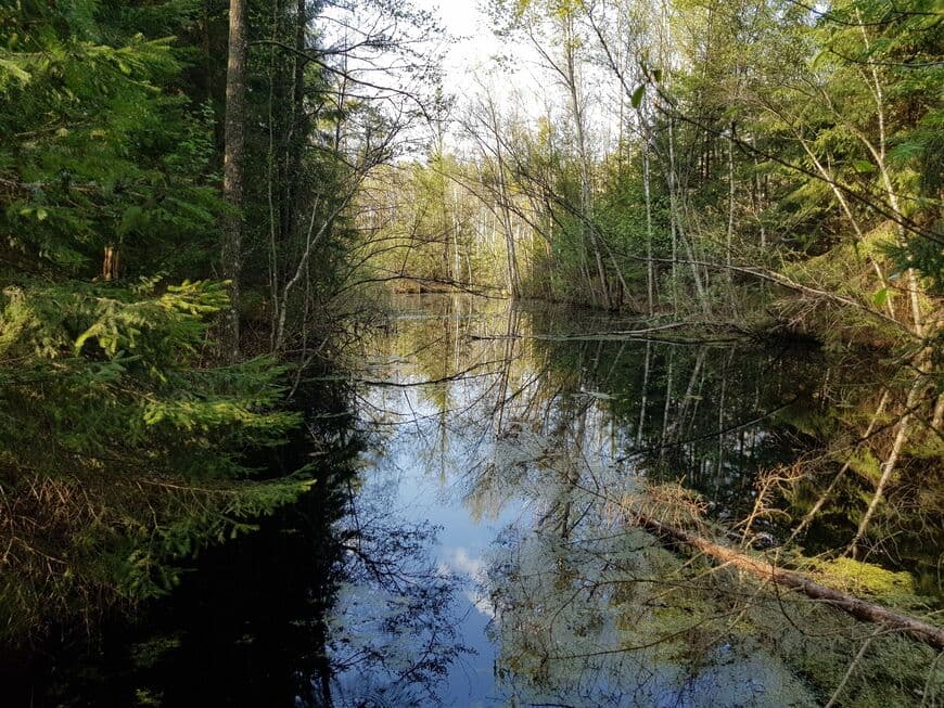 Belovezhskaya Pushcha