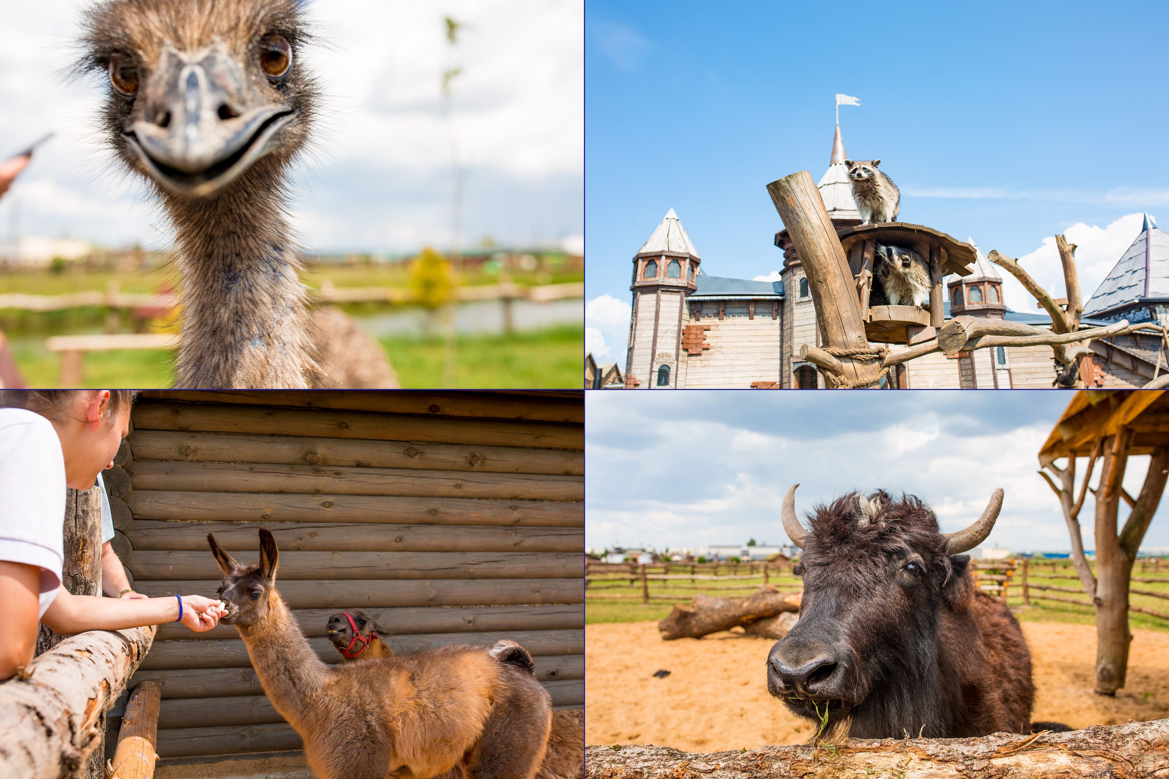 Баранавічы. Заапарк «Дыпрыз».