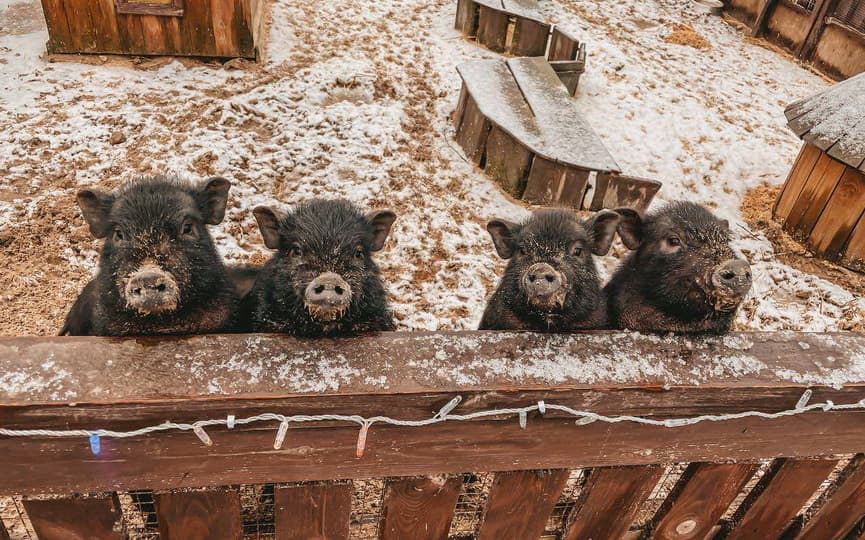 Баранавічы. Заапарк «Дыпрыз».