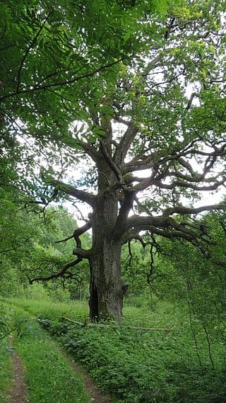 Карпілаўка. Парк і дуб-патрыярх сядзібы Ядвігіна Ш.