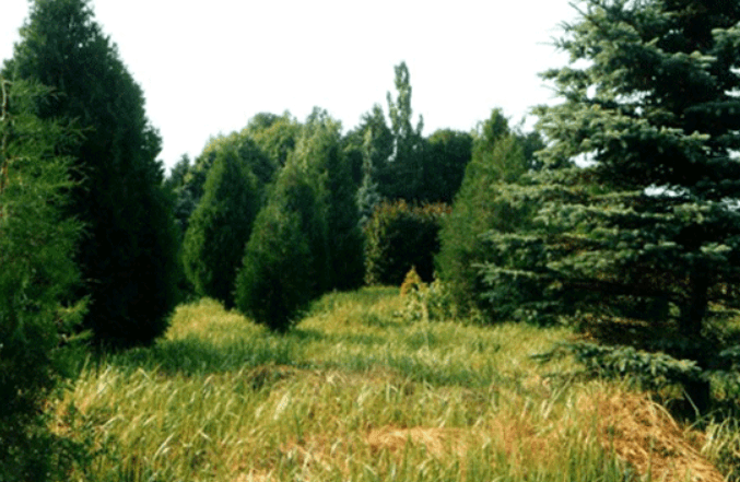 Brylevka. "Ivanov Khutor" Botanical Garden.