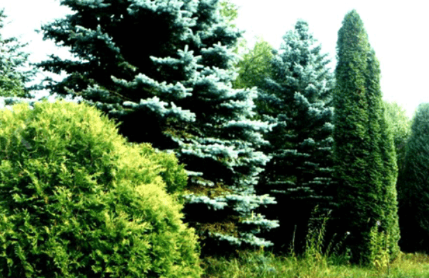 Brylevka. "Ivanov Khutor" Botanical Garden.