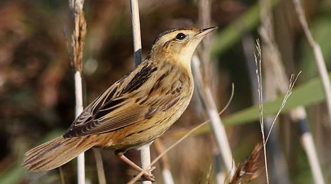 Береза. Памятный знак вертлявой камышевке.