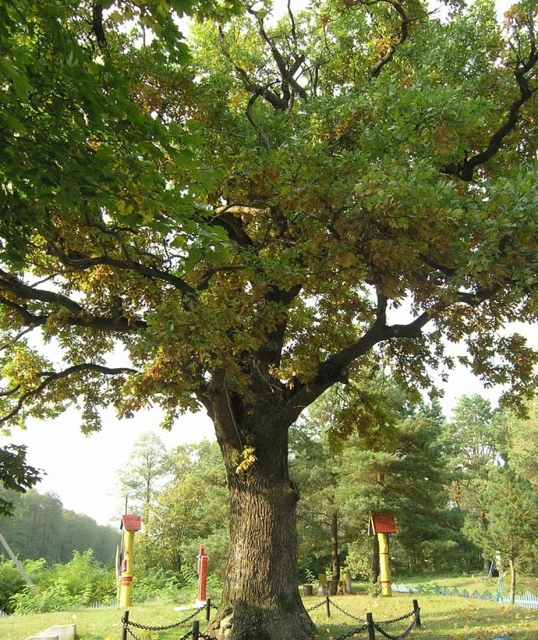 Дзівін. Дуб Суворава.