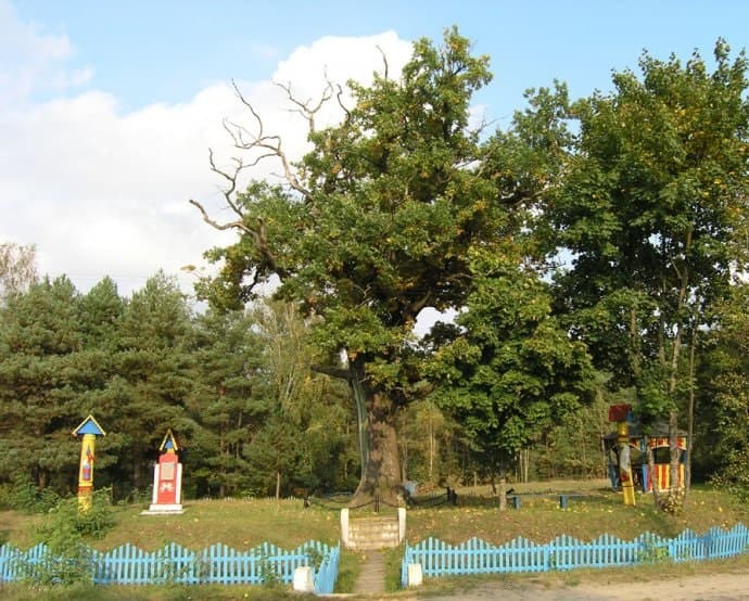 Дзівін. Дуб Суворава.