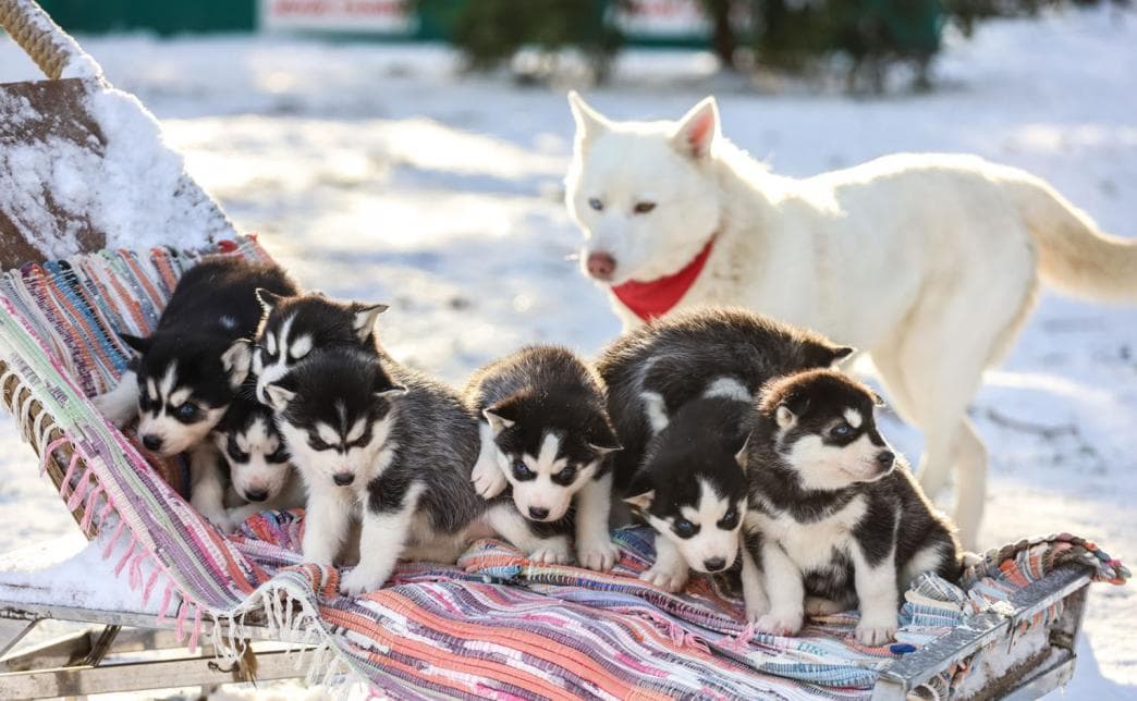 Kolodishchi. 'Snezhnaya Zaveya' Husky Park.
