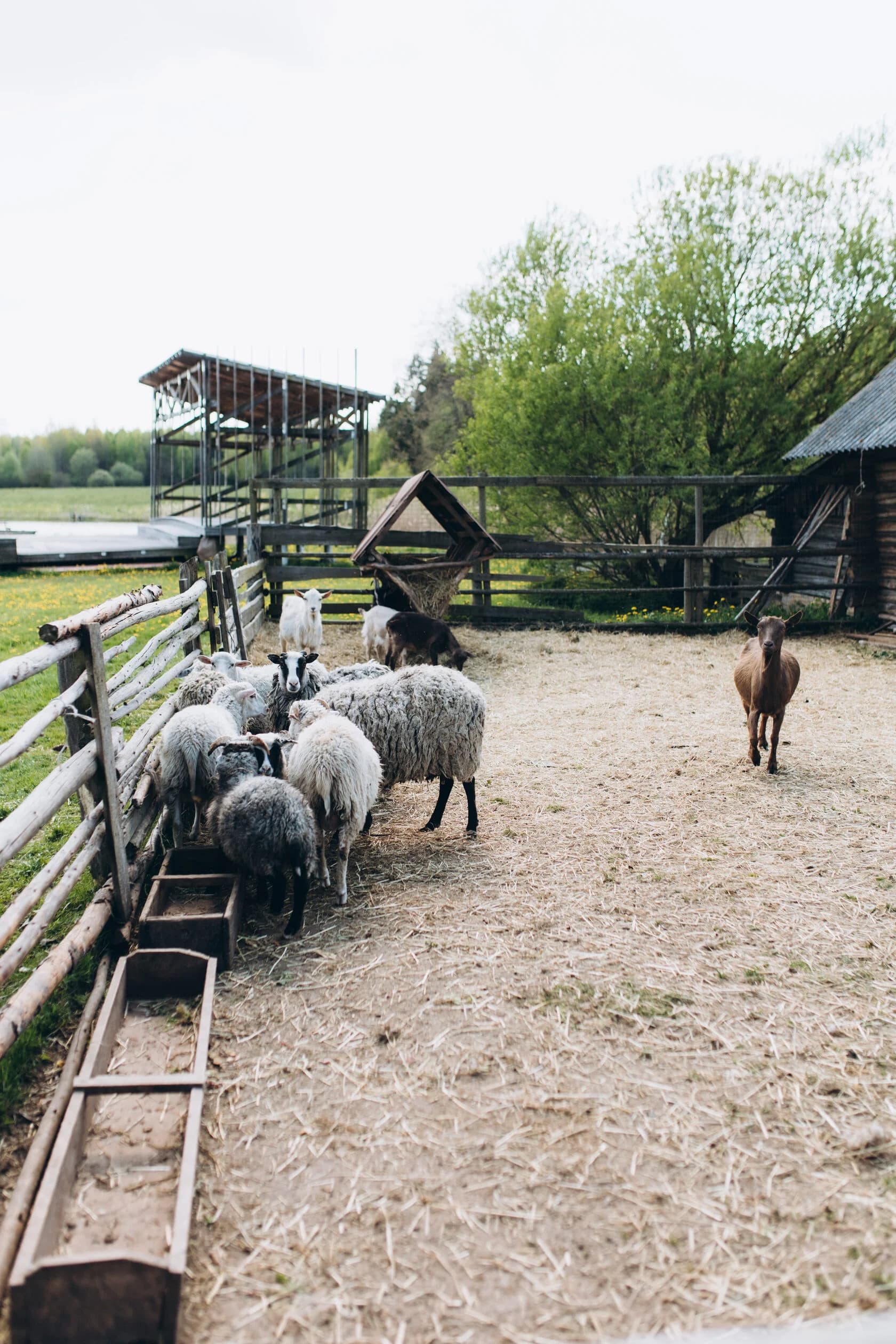 Tinevichi. The tourist village "Belye Luga" (White meadows).