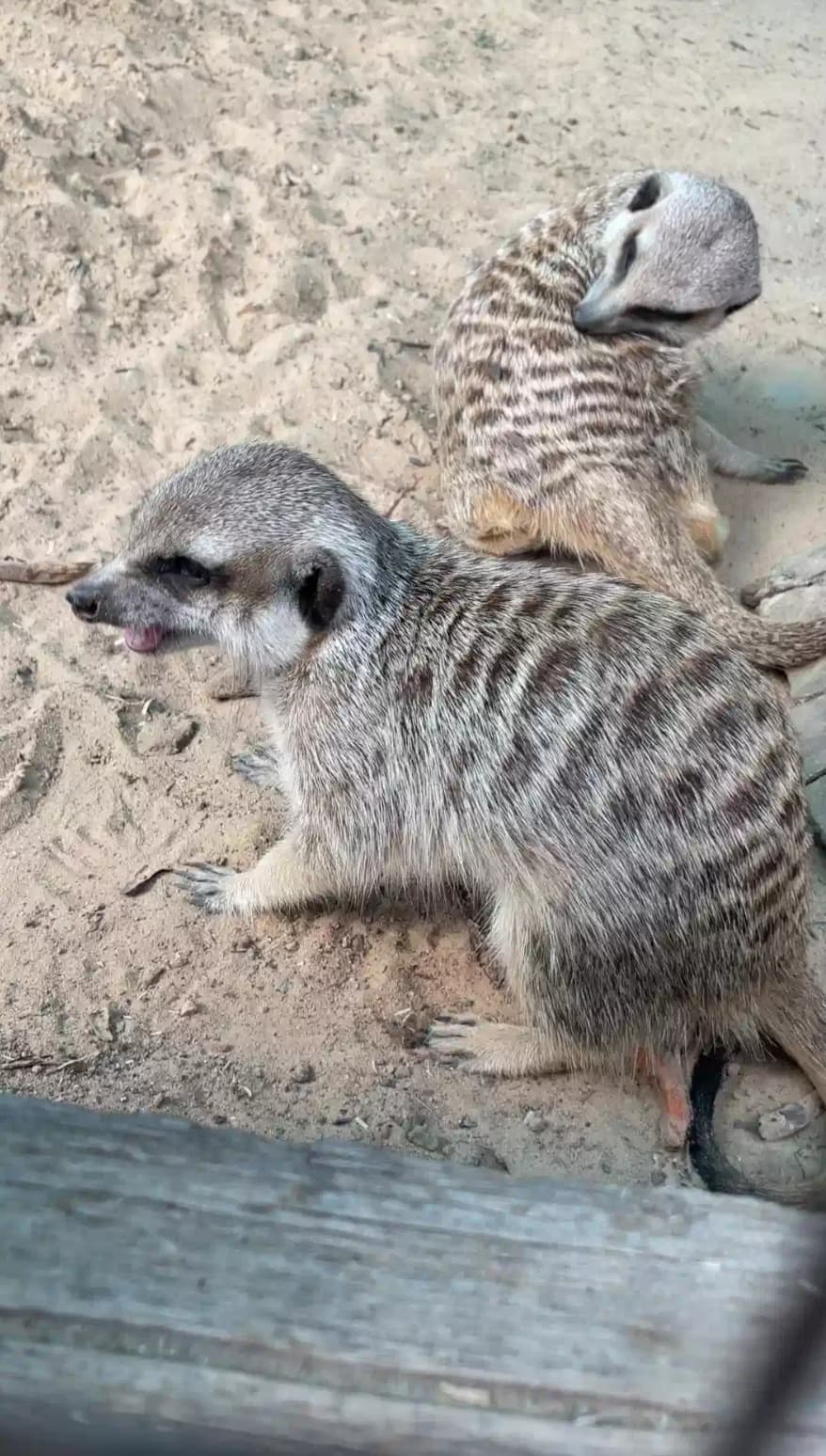 Контактный зоопарк Натюрлих