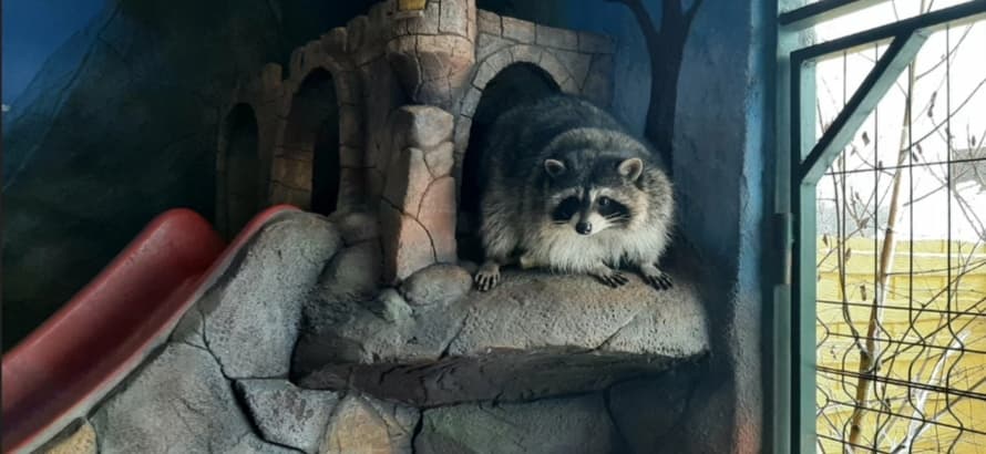 Контактный зоопарк Натюрлих