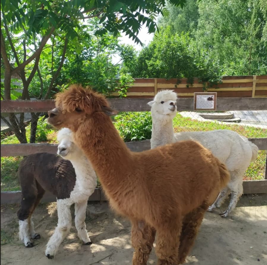 Контактный зоопарк Натюрлих