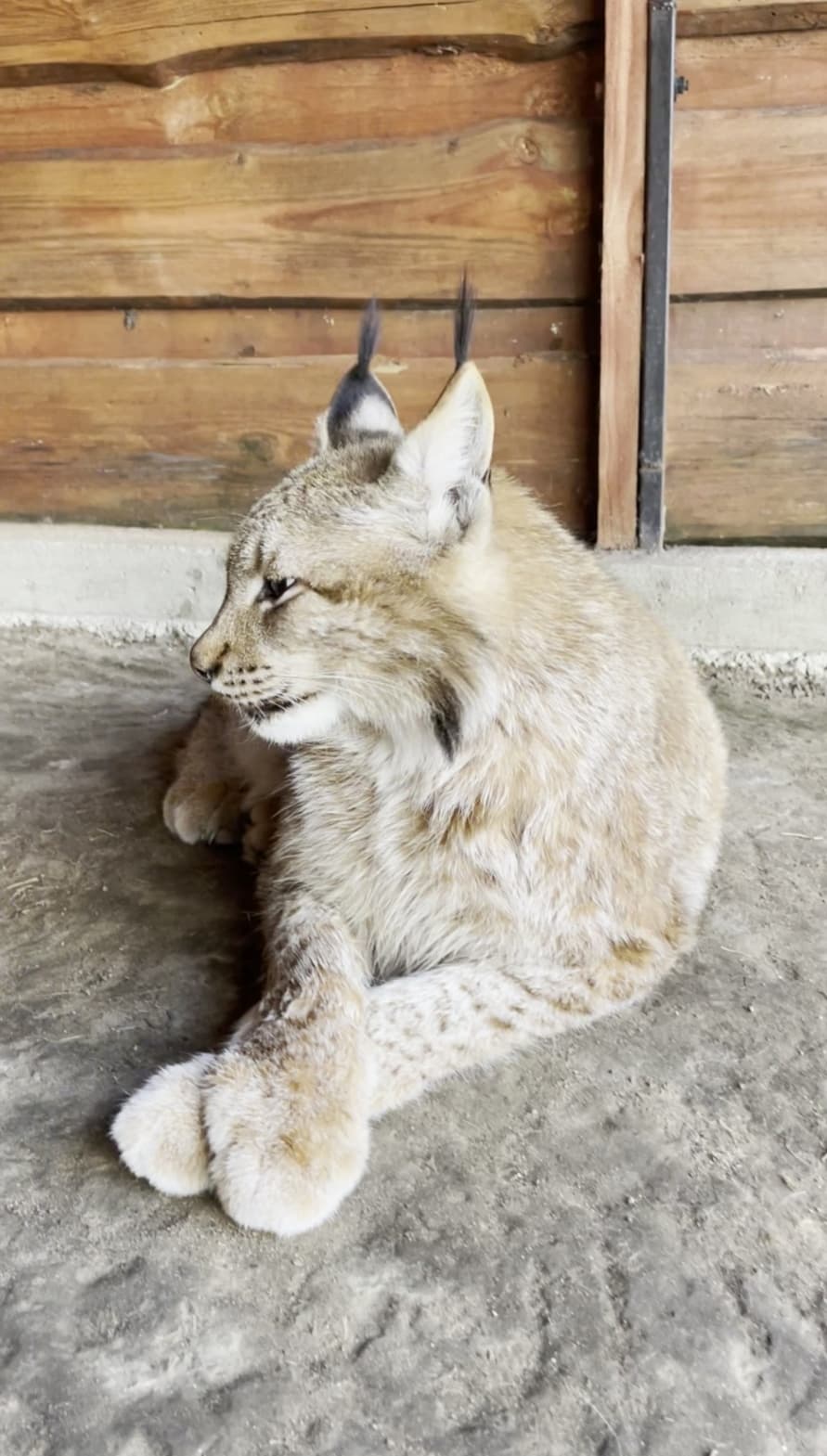 Контактный зоопарк Натюрлих