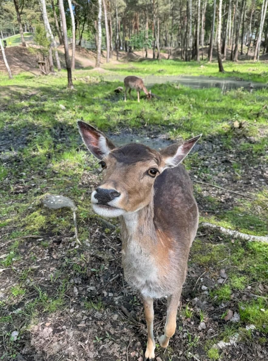Контактный зоопарк Натюрлих
