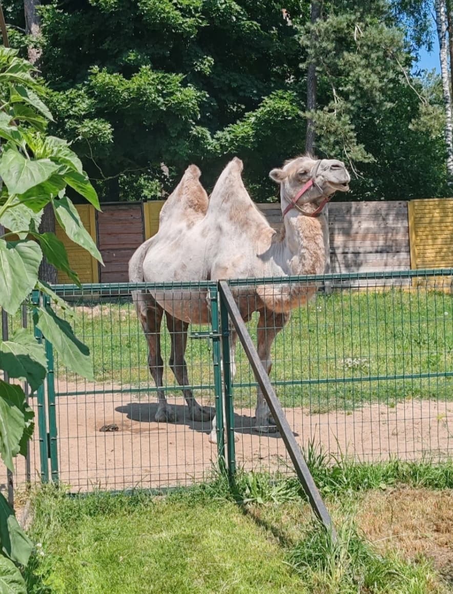 Контактный зоопарк Натюрлих