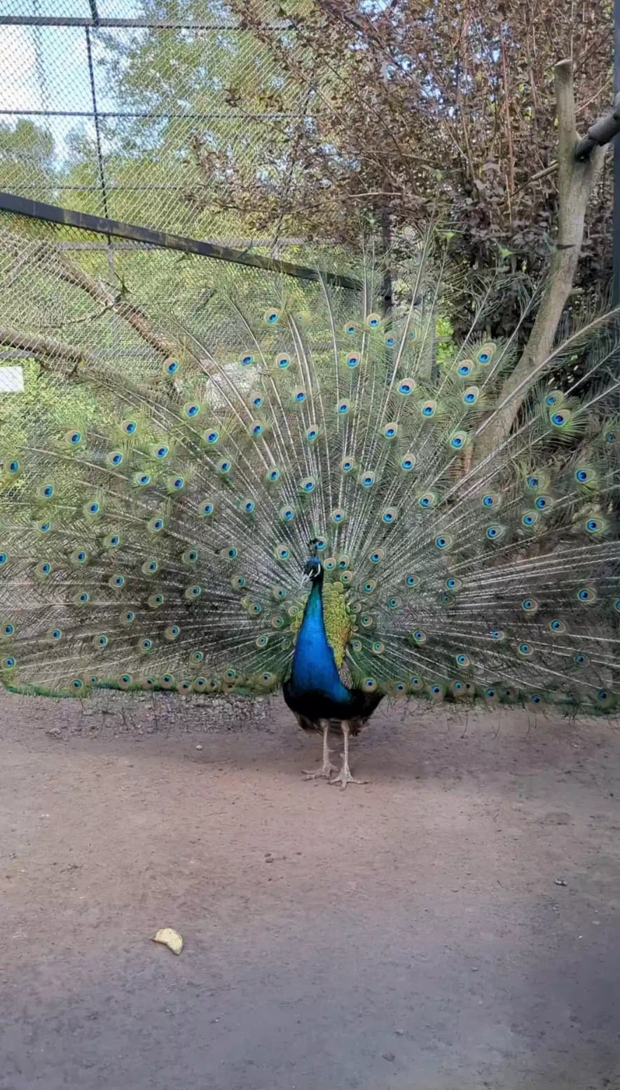 Контактный зоопарк Натюрлих