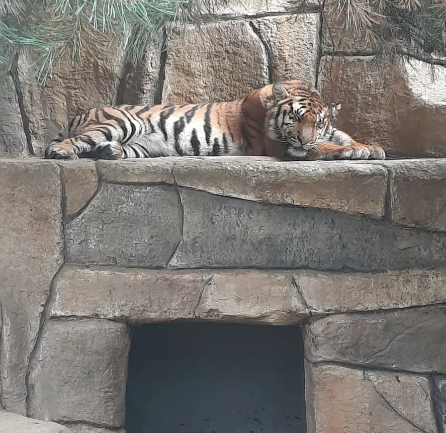 Контактный зоопарк Натюрлих