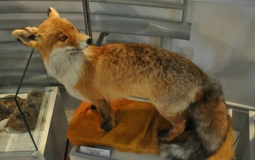 Природно-экологический музей Полоцк