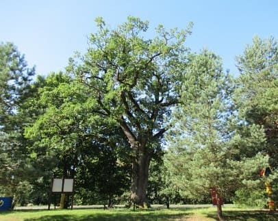 Дзівін. Дуб Суворава.