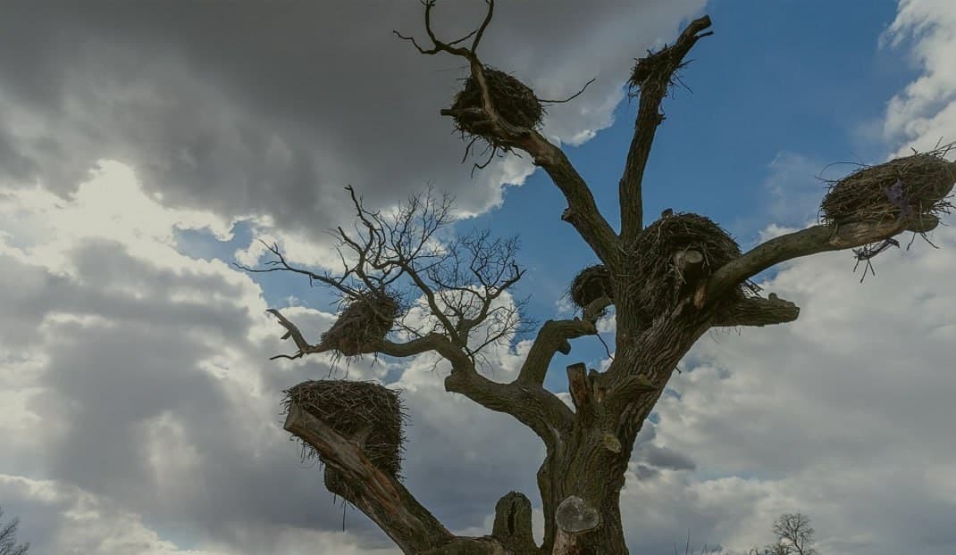 Аброва. Дуб-волат і калонія белых буслоў.