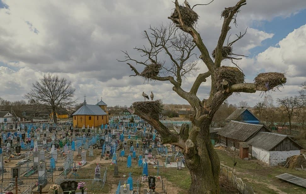 Аброва. Дуб-волат і калонія белых буслоў.