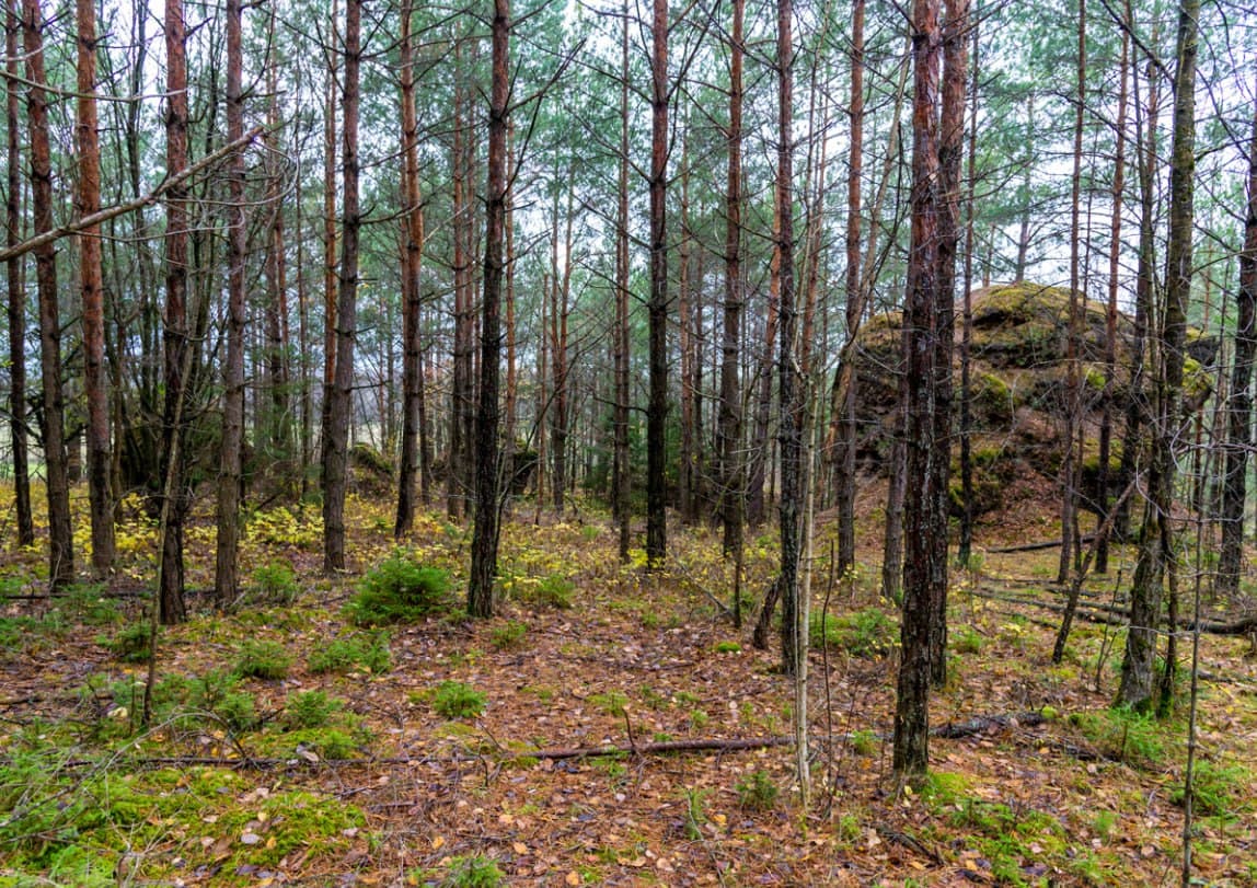 Bolshye Tupoly. Smolchitsky conglomerates.