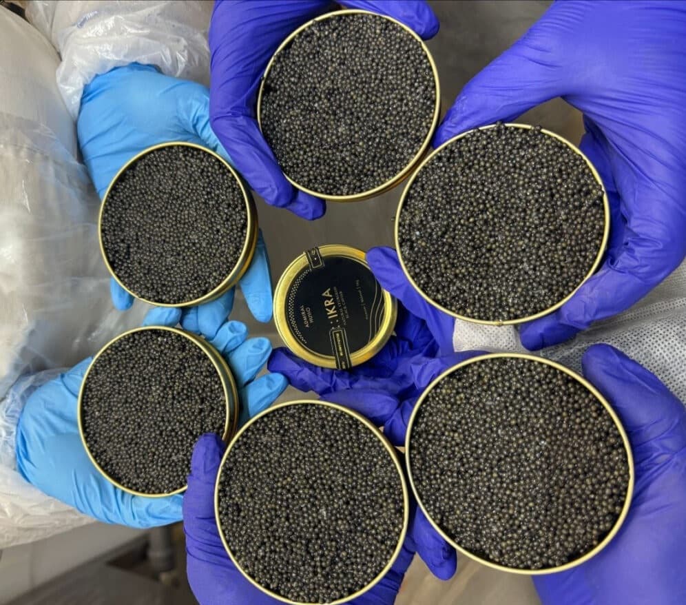 Fanipol. Excursion to the production of black caviar.