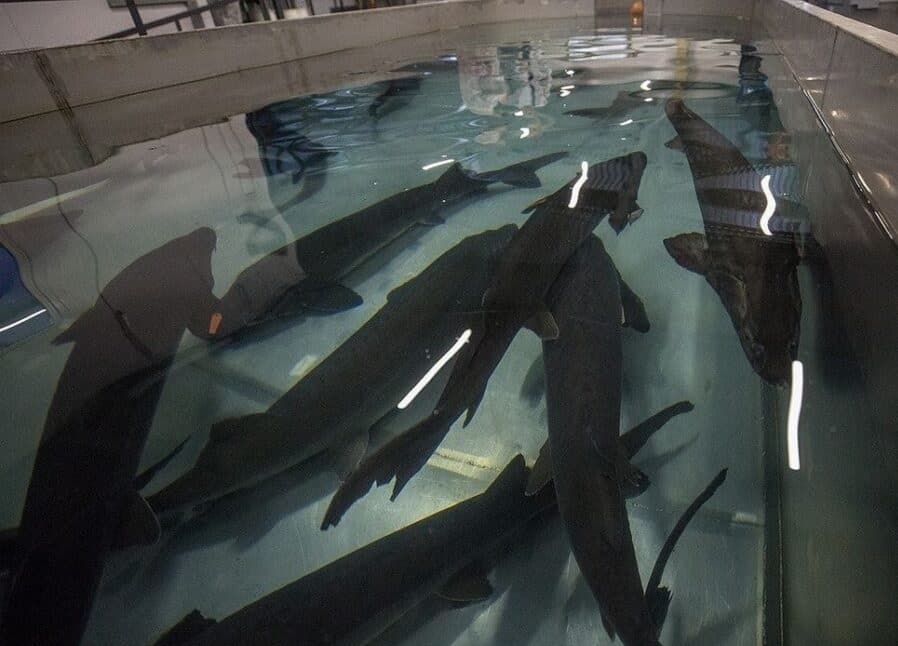 Fanipol. Excursion to the production of black caviar.