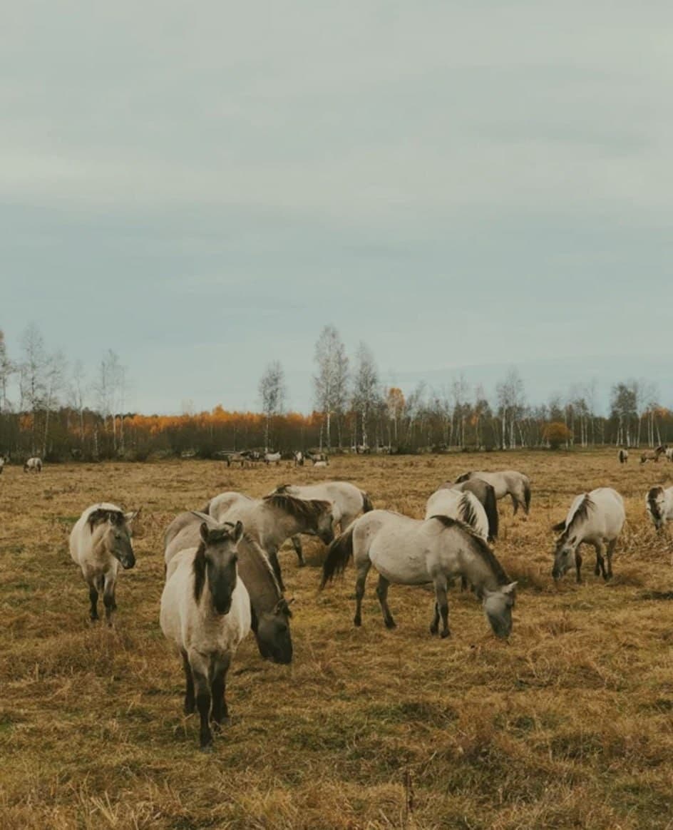 Nalibokskaya Pushcha. "Syabrynsky Crossroads" Ecotrope.