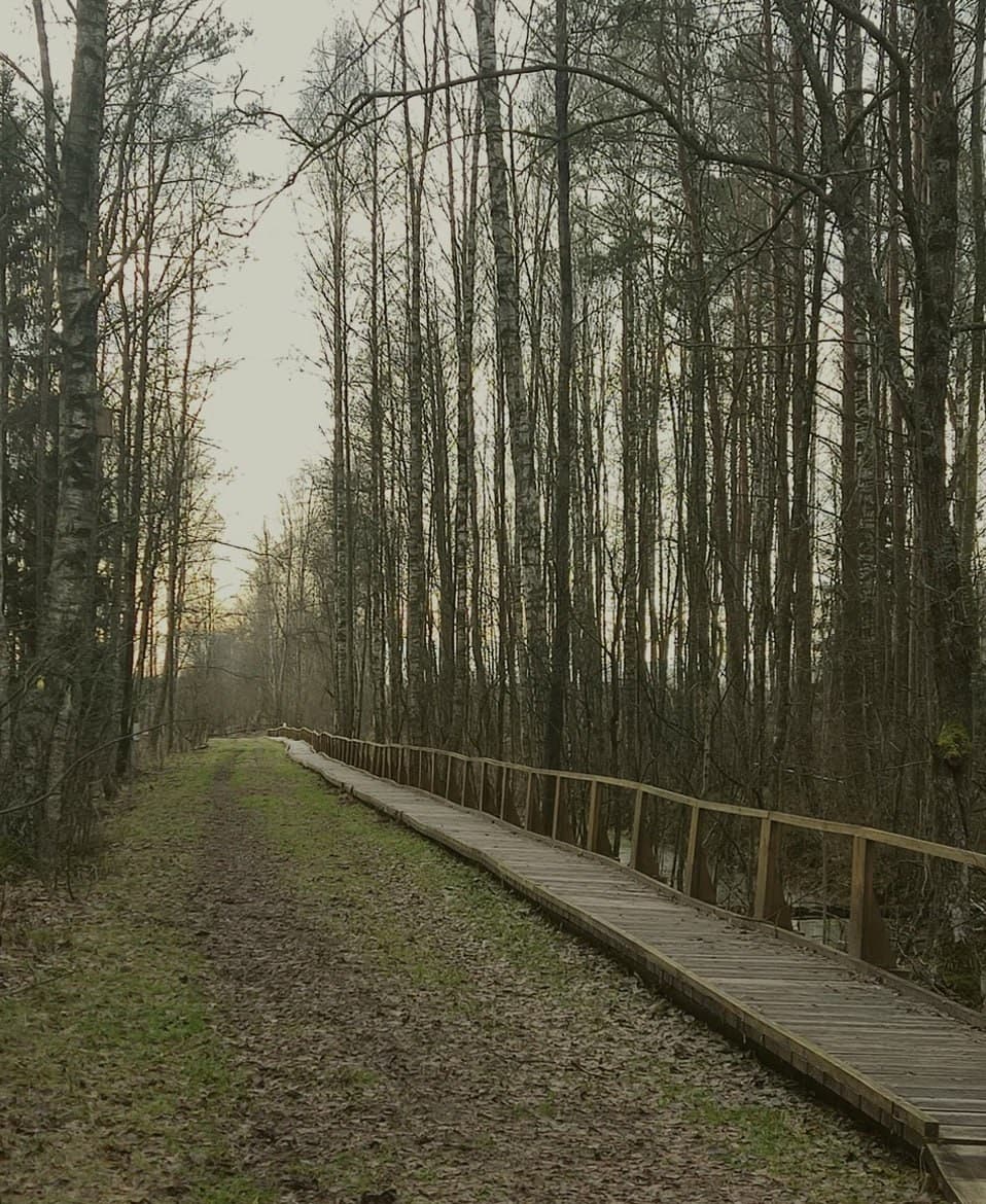 Nalibokskaya Pushcha. "Syabrynsky Crossroads" Ecotrope.