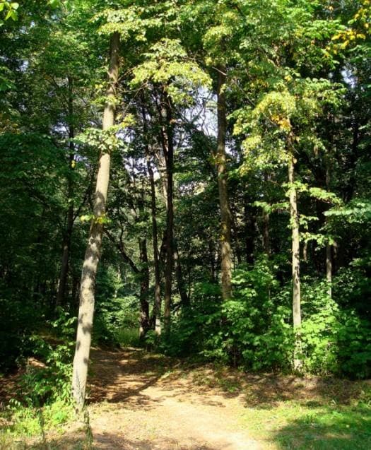 Sarya. Manor park of the first half of the 19th century.