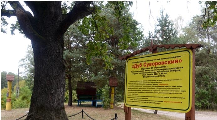 Дзівін. Дуб Суворава.