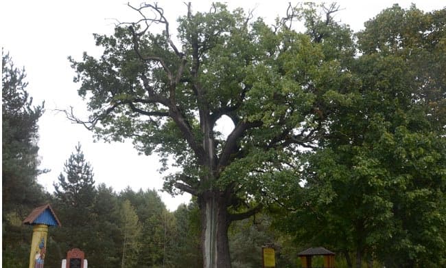 Дзівін. Дуб Суворава.