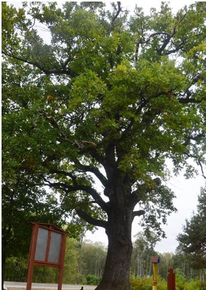 Дзівін. Дуб Суворава.